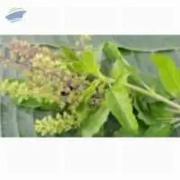 Dehydrated Basil, Tulsi