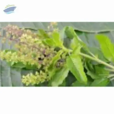 Dehydrated Basil, Tulsi