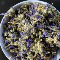 Wild Malva