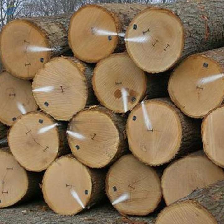 Ayous Timber Wood Logs By Gg And Z Impe Group Pty Ltd Supplier From South Africa Product Id 1245256