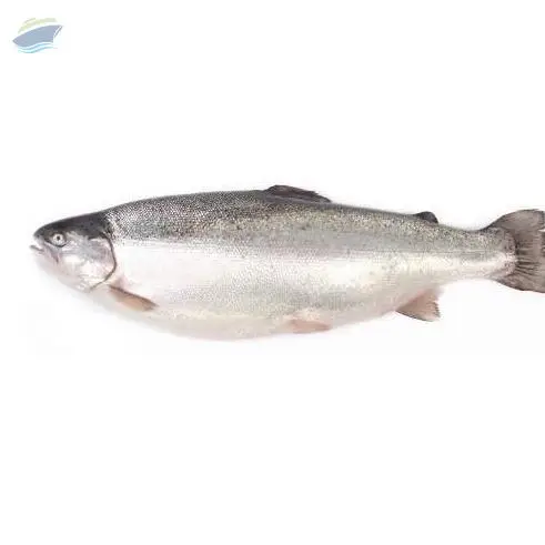 Salmon