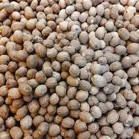 Nutmeg