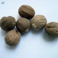 Nutmeg