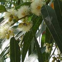 Eucalyptus (Eucalyptus Globulus)
