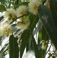 Eucalyptus (Eucalyptus Globulus)