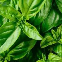 Basil (Ocimum Basilicum)