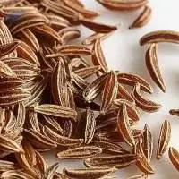 Caraway (Carum Carvi)