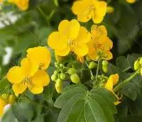 Cassia (Cinnamomum Cassia)