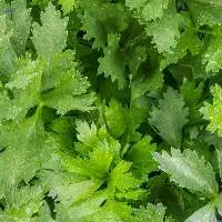 Celery (Apium Graveolens)