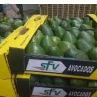 Avocado