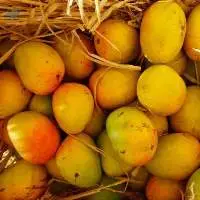 Alphonso Mangoes