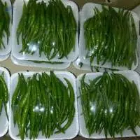 Green Chilly (lengthy)