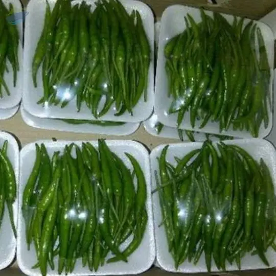Green Chilly (lengthy)