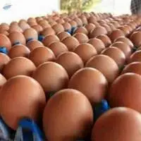 Brown Shells Egg