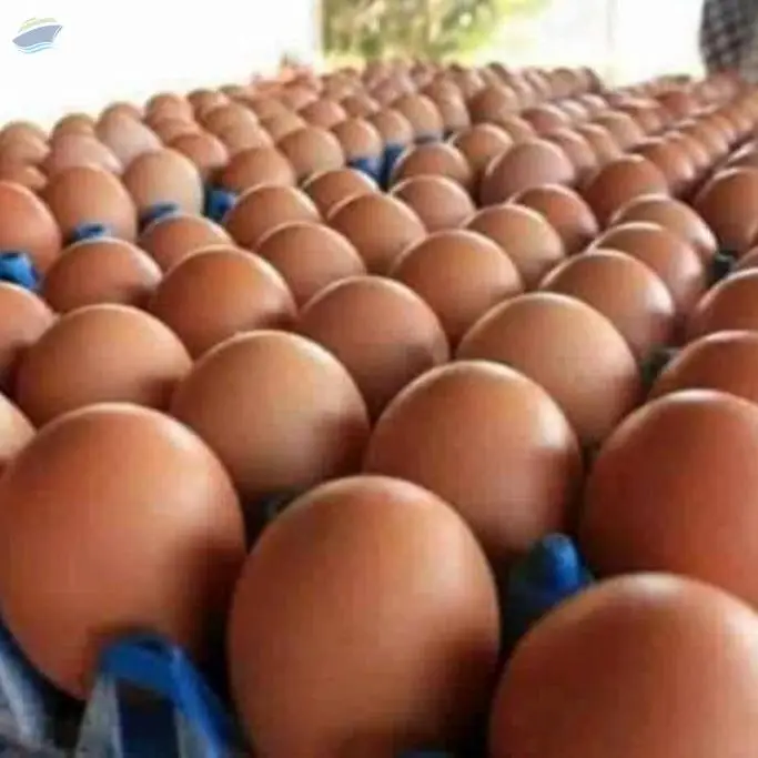 Brown Shells Egg