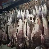 Sheep Meat