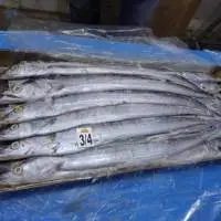 Ribbon Fish