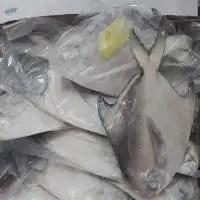 Silver Pomfret