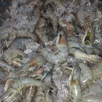 Prawns