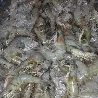 Prawns