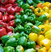 Capsicum