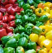 Capsicum