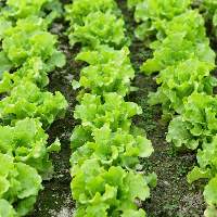 Lettuce