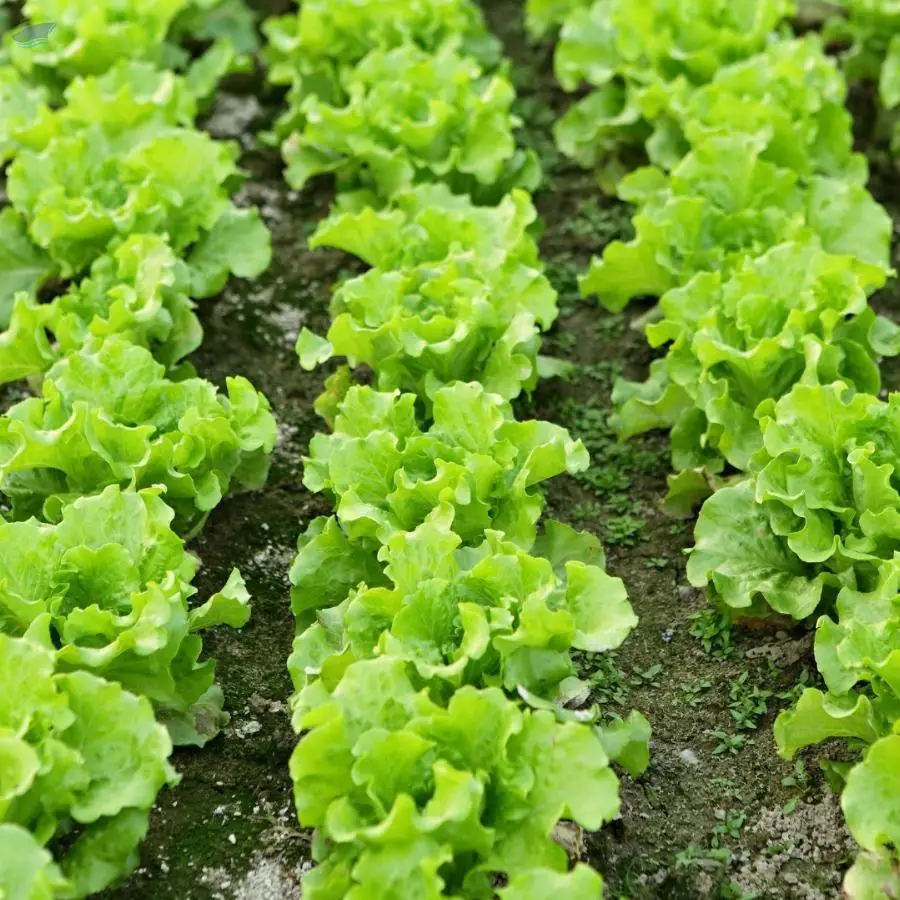 Lettuce