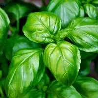 Basil
