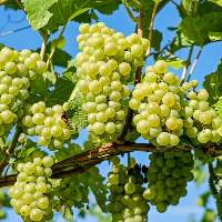 Grapes