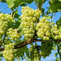 Grapes