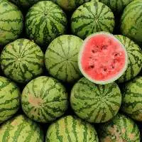Watermelon & Muskmelon