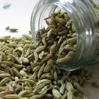 Fennel