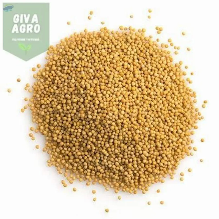 Yellow Mustard Seeds