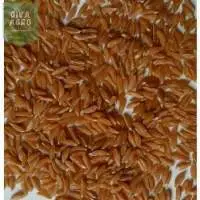 Khapli Wheat Grain