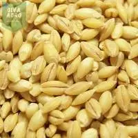 Dehusked Barley Grain