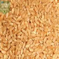 Lokwan Wheat Grain