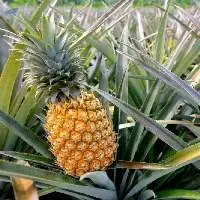 Pineapple