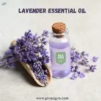 Lavender Oil