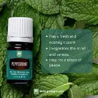Peppermint Essential Oil(Mint, Mentha piperita)
