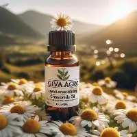 Chamomile Oil