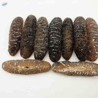 High grade Dry/Frozen Sea Cucumber