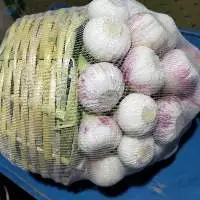 Fresh Violet Garlic (Normal White Garlic)