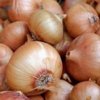 Fresh Yellow Onion