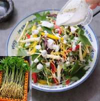 Ginseng Sprout