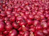 Fresh Onion