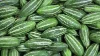 Pointed Gourd
