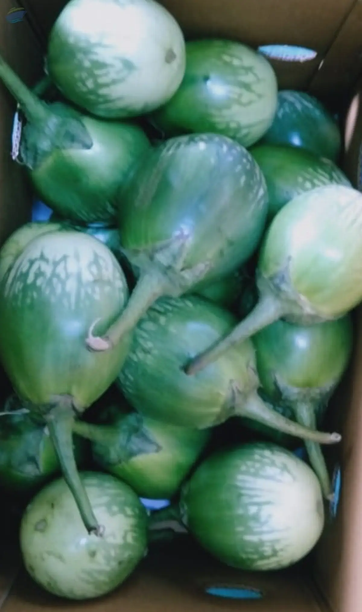 Green Brinjal