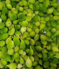 Spiny Gourd
