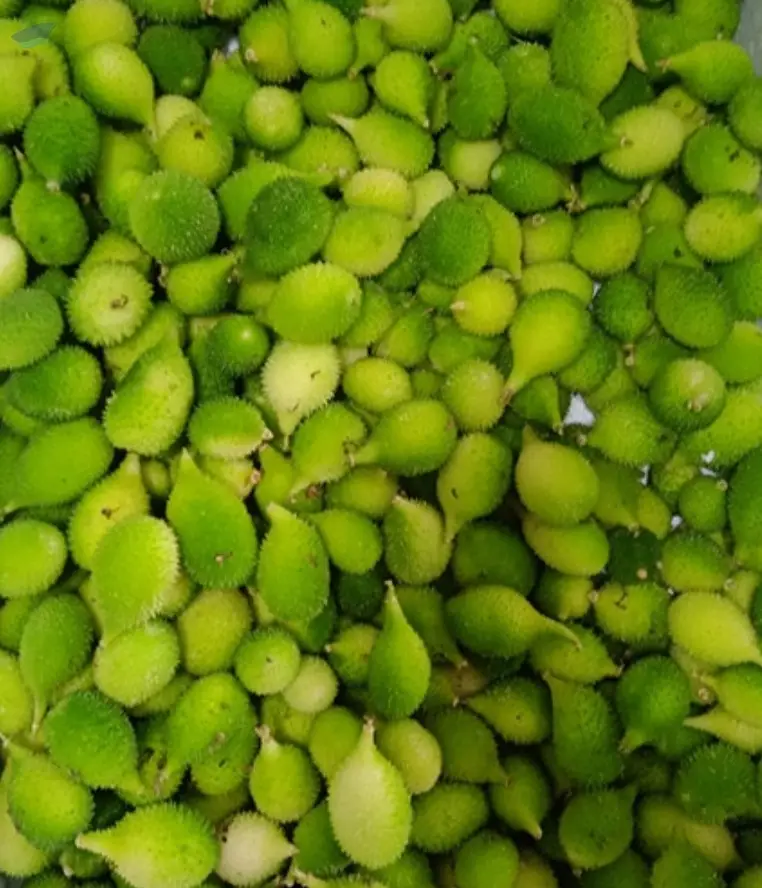 Spiny Gourd